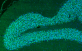 Representative section of formalin fixed, paraffin-embedded rat brain cerebellum region showing cells stained by anti-NeuN (Rbfox3) antibody. The sections were stained with Aves Labs anti-NeuN polyclonal antibody (visualized in green, Cat No. NeuN-1010). The stained sections were mounted with Antibodies Incorporated Fluoroshield with DAPI and DABCO mounting medium (Cat. AR-6505). DAPI nuclear stain (blue) shows cell nuclei.