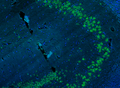 Representative section of formalin fixed, paraffin-embedded rat brain hippocampus region showing cells stained by anti-NeuN (Rbfox3) antibody. The sections were stained with Aves Labs anti-NeuN polyclonal antibody (visualized in green, Cat No. NeuN-1010). The stained sections were mounted with Antibodies Incorporated Fluoroshield with DAPI and DABCO mounting medium (Cat. AR-6505). DAPI nuclear stain (blue) shows cell nuclei.