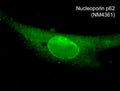 Immunocytochemical labeling of Nucleoporin p62 in paraformaldehyde-fixed and NP40-permeabilized A7r5 cells. The fixed cells were labeled with mouse monoclonal anti-Nucleoporin p62 (N-terminal region) and the antibody was detected using Goat anti-Mouse secondary antibodies conjugated to DyLight® 488.