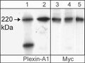 Western blots showing Cos-7 cells transfected with mouse Myc-tagged Plexin-A1 (lanes 1 & 3), neonatal rat brain (lane 2), or Plexin-A1 immunoprecipitated from Myc-tagged Plexin-A1 transfected cells using anti-Myc (lane 4) or anti-Plexin-A1 (PP1301; lane 5). These blots were probed with either the affinity purified anti-Plexin-A1 (PP1301; lanes 1 & 2) or with mouse monoclonal anti-Myc (lanes 3-5).