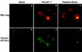 Immunocytochemical double labeling using anti-Myc mouse monoclonal and anti-Plexin-A1 rabbit polyclonal (PP1301) antibodies in Cos-7 cells mock transfected (A,D) or transfected with Myc-tagged mouse Plexin-A1 construct (B,E). The specificity of the binding in E was demonstrated by using Plexin-A1 peptide (PX1305) in the presence of this anti-Plexin-A1 antibody (C,F).