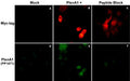 Immunocytochemical double labeling using anti-Myc mouse monoclonal and anti-Plexin-A1 rabbit polyclonal (PP1471) antibodies in Cos-7 cells mock transfected (A,D) or transfected with Myc-tagged mouse Plexin-A1 construct (B,E). The specificity of the binding in E was demonstrated by using Plexin-A1 peptide (PX1475) in the presence of this anti-Plexin-A1 antibody (C,F).