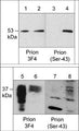 Western blot of GST recombinant human full-length prion protein that was untreated (lanes 1 and 3) or phosphorylated with Cdk5/p25 (lanes 2 & 4). Endogenous prion phosphorylation was examined in human PC3 cells untreated (lanes 5 & 7) or treated with Calyculin A (100 nM) for 30 min (lanes 6 & 8). The blots were probed with anti-Prion protein (3F4) (lanes 1, 2, 5, & 6) or anti-Prion protein (Ser-43) (lanes 3, 4, 7, & 8).