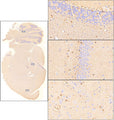 Sagittal section of formalin fixed, paraffin-embedded rat brain showing staining of S100B. Images at right show higher magnification of indicated areas of interest (cerebellum, hippocampus, and cortex). Sections were stained with Aves Labs anti-S100B antibody at 1:500 dilution and detected with anti-chicken HRP.