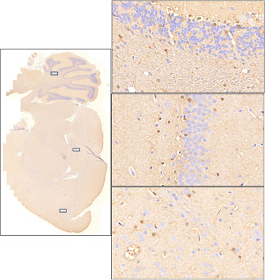 Sagittal section of formalin fixed, paraffin-embedded rat brain showing staining of S100B. Images at right show higher magnification of indicated areas of interest (cerebellum, hippocampus, and cortex). Sections were stained with Aves Labs anti-S100B antibody at 1:500 dilution and detected with anti-chicken HRP. 