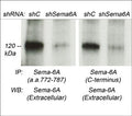 Western blot of Sema-6A in human colorectal cancer (CRC) cells treated with control (shC) or Sema-6A (shSema6A) shRNAs. Sema-6A was immunoprecipitated from each of the CRC lysates using Sema-6A (a.a. 772-787) or Sema-6A (C-terminus) antibody, then the blotted immunoprecipitations were probed with Sema-6A antibody. (Images provided by Dr. Luca Tamagnone from the IRCC, Univ. of Torino, Italy).
