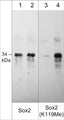 Western blot image of human Sox2 recombinant protein untreated (lanes 1 & 3) or treated with Set7 methyltransferase to methylate Lys-119 (lanes 2 & 4). The blot was probed with mouse monoclonal Sox2 (lanes 1 & 2) and rabbit polyclonal anti-Sox2 (Lys-119) methyl-specific antibody (lanes 3 & 4).