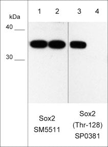 Western blot of mouse F9 stem cells untreated (lanes 1 & 3) and treated with lambda phosphatase (lanes 2 & 4). The blot was probed with mouse monoclonal Sox2 antibody (lanes 1 & 2) and rabbit polyclonal Sox2 (Thr-128) phospho-specific antibody (lanes 3 & 4).