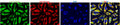 HeLa cells were subjected to immunofluorescent staining using chicken anti-TOMM20 antibody (visualized in green) and Antibodies Inc mouse anti-Mortalin antibody (75-127) (visualized in red). DAPI nuclear stain (blue) shows cell nuclei. The cells were mounted with ICT's Fluoroshield with DAPI mounting medium (AR-6501). The staining revealed a complete overlap between the signal from the chicken anti-TOMM20 antibody and the mouse anti-Mortalin antibody specifically in the cell mitochondria.