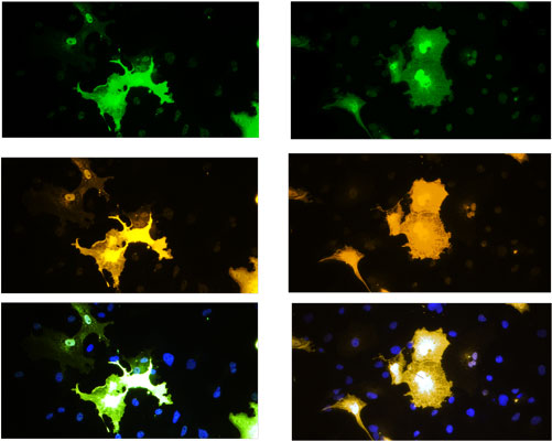 Immunofluoresence of COS-7 cells expressing TPH2-flag using Aves Labs chicken anti-TPH2 antibody (green) and rabbit anti-flag antibody (red). Blue is DAPI nuclear stain showing nuclei of both transfected and untransfected cells. Staining shows 100% correspondence between chicken anti-TPH2 signal and anti-flag in transfected cells.