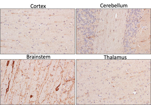 Section of formalin fixed, paraffin-embedded rat brain showing staining of TPH2. Sections were stained with Aves Labs anti-TPH2 antibody at 1:200 dilution and detected with anti-chicken HRP.