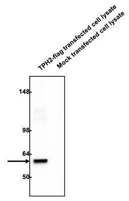 Western blotting of TPH2-flag or mock transfected COS-7 cell lysates (10 ug/ml) with Aves Labs chicken anti-TPH2 antibody (5 ug/ml) and detected with anti-mouse HRP.