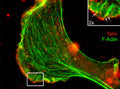 Immunocytochemical labeling of Talin relative to F-actin in chick fibroblasts. The cells were labeled with mouse monoclonal Talin (Rod domain) antibody (TM4081), then the antibody was detected using appropriate secondary antibody (Red). This labeling is compared to F-actin staining (Green). (Image provided by Dr. Gianluca Gallo at Drexel University).