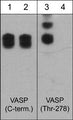 Western blot image of human A431 cells stimulated with calyculin A (100 nM) for 30 min. The blots were untreated (lanes 1 & 3) or treated with lambda phosphatase (lanes 2 & 4), then probed with mouse monoclonal VASP (C-term.) antibody (lanes 1 & 2) or rabbit polyclonal VASP (Thr-278) phospho-specific antibody (lanes 3 & 4).