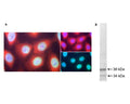 A: Immunofluorescence analysis of casein kinase 1 alpha expression (red) in HeLa cells with C-1371-100. Casein kinase 1 alpha immunoreactivity is observed in the nucleus and the cytoplasm. Nuclear pore complexes (green) were stained with monoclonal antibody M-1397-250. Cell nuclei were visualized with Hoechst dye (blue).B: Western blot of whole rat spinal cord homogenate. C-1371-100 (1:10,000 dilution) detects 2 bands at apparent molecular weights of ~38 kDa and ~34 kDa, corresponding to CK1 alpha and related isotypes.