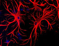 Mixed cultures of neurons and glia stained with Chicken polyclonal antibody to Glial Fibrillary Acidic Protein C-1373-50 (red) and DNA (blue). Astrocytes stain strongly and specifically in a clearly filamentous fashion with this antibody.