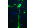 Image shows rat mixed neuron/glial cultures stained with Chicken polyclonal antibody to Myelin Basic Protein antibody C-1383-50 (green). Blue is a DNA stain. Note that the antibody stains an oligodendrocyte and some membrane shed from this cell. Other cells in the field include neurons, astrocytes, microglia and fibroblasts, all of which are completely negative.