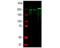 Analysis by western blot of pNF-H expression in spinal cord lysates with C-1386-50, (green, 1:20,000) with strong bands at approx 200-220kDa corresponding to the phosphorlylated form of NF-H. Lane 1: MWM; Lane 2: rat; Lane 3: mouse; Lane 4: cow. The protein from different species is known to have different SDS-PAGE molecular weights, with large species generally expressing larger proteins. Smaller proteolytic fragments of NF-H are also detected in spinal cord preparations with this antibody. The antibody does not recognize non-phosphorylated forms of NF-H.
