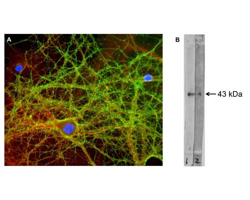 A: Immunofluorescence analysis of GAP43 expression (green) in mixed neuron-glial cultures with C-1649-100. GAP43-IR is observed in axons and dendrites, with strong staining of the submembraneous cytoskeleton and vesicles. Cultures were co-labelled with R-1694-100, a rabbit polyclonal antibody to alpha-II-spectrin (red), and a DNA dye (blue).B: Western blot of cow hippocampus extract. C-1649-100 detects GAP43 at its expected molecular weight of ~43 kDa.