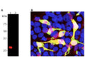 A: Western blot analysis of HEK293 cells transfected with pFin-EF1-mCherry vector. C-1655-100 (1:2,000 dilution) reveals a strong protein band in transfected cells (Lane 1). Non-transfected control cells (Lane 2) show no mCherry protein band.B: Immunofluorescence analysis of mCherry-transfected HEK293 cells with C-1655-100. Specificity of C-1655-100 for mCherry is shown by superimposing mCherry fluorescence (red) with C-1655-100 antibody staining (green), which results in a yellow color. mCherry staining is also seen in the nucleus, which might be due to degradation of mCherry molecules, causing the release of the low molecular weight mCherry fluorochrome.