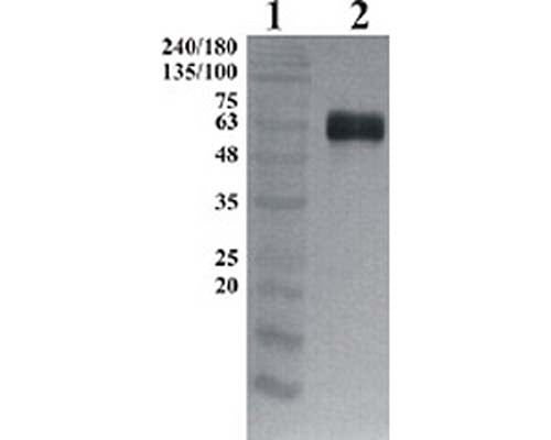 Western-Blot detection of human GFRα-1, using Chicken polyclonal antibody to human GFRα-1. GFRα-1 was C-terminally His tagged. Protein was expressed by CHO cell culture. 100 ng of purified protein was loaded per lane. Line 1. Prestained protein ladder (Naxo 8003). Line 2. hGFRα-1. Primary antibody dilution 1:5000 was used.