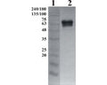 Western-Blot detection of human GFRα-2, using Chicken polyclonal antibody to human GFRα-2. GFRα-2 was C-terminally His tagged. Protein was expressed by CHO cell culture. 100 ng of purified protein was loaded per lane. Line 1. Prestained protein ladder (Naxo 8003). Line 2. hGFRα-1. Primary antibody dilution 1:5000 was used.