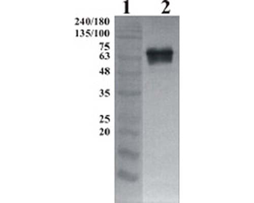 Western-Blot detection of human GFRα-2, using Chicken polyclonal antibody to human GFRα-2. GFRα-2 was C-terminally His tagged. Protein was expressed by CHO cell culture. 100 ng of purified protein was loaded per lane. Line 1. Prestained protein ladder (Naxo 8003). Line 2. hGFRα-1. Primary antibody dilution 1:5000 was used.