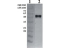 Western-Blot detection of human GFRα-3, using Chicken polyclonal antibody to human GFRα-3. GFRα-3 was C-terminally His tagged. Protein was expressed by CHO cell culture. 100 ng of purified protein was loaded per lane. Line 1. Prestained protein ladder (Naxo 8003). Line 2. hGFRα-1. Primary antibody dilution 1:5000 was used.