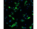Immunofluorescence detection of human RET expressed in U2OS cells. RET was visualized using Chicken polyclonal antibody to human RET (dilution 1:500) and Goat anti-chicken IgY - H&L DyLight 550 (dilution 1:200) as secondary antibody. For nuclear staining DAPI was used. Composite picture was generated using pseudocolors green for RET specific signal and blue for nuclei.