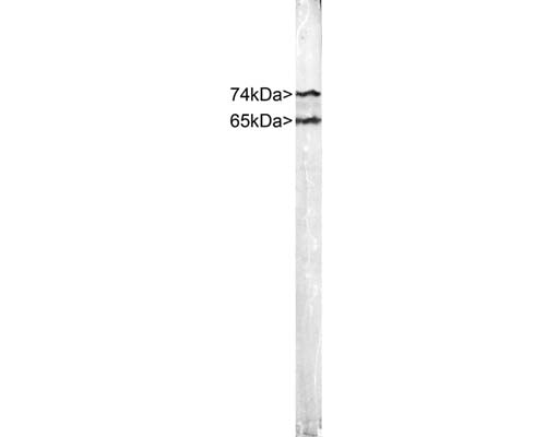 Crude HeLa cell extract stained with Chicken anti-Lamin A/C. Two bands at 74 kDa and 65 kDa, corresponding to Lamin A and C.