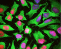 HeLa cells stained with C-1700-100 (green) and a monoclonal antibody to High mobility Group B protein 1 (M-1702-100, red). The HSP27 antibody reveals strong cytoplasmic staining and penetrates into the actin rich ruffled margins. The blue stain reveals DNA in the nuclei of these cells.