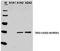 Western Blot analysis of cow milk with chicken anti-A2 casein antibody (1 µg/mL). Blot was developed with donkey anti-chicken secondary antibody used at 1/4000 dilution. C-1780-100 is specific for A2 protein and does not recognize A1 protein on western blots.Lane M: Molecular weight markerLane A1A1: 50 nL milk from the cow bearing A1/A1 allelesLane A1A2: 50 nL milk from the cow bearing A1/A2 allelesLane A2A2: 50 nL milk from the cow bearing A2/A2 alleles
