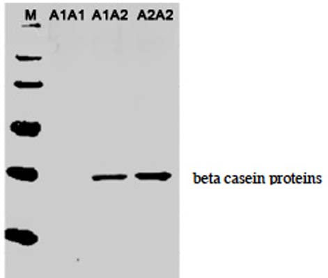 Western Blot analysis of cow milk with chicken anti-A2 casein antibody (1 µg/mL). Blot was developed with donkey anti-chicken secondary antibody used at 1/4000 dilution. C-1780-100 is specific for A2 protein and does not recognize A1 protein on western blots.Lane M: Molecular weight markerLane A1A1: 50 nL milk from the cow bearing A1/A1 allelesLane A1A2: 50 nL milk from the cow bearing A1/A2 allelesLane A2A2: 50 nL milk from the cow bearing A2/A2 alleles