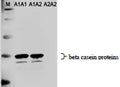 Western Blot analysis of cow milk with chicken anti-A1 casein antibody (0.1 µg/mL). Blot was developed with donkey anti-chicken secondary antibody used at 1/4000 dilution. C-1781-100 is specific for A1 protein and does not recognize A2 protein on western blots.Lane M: Molecular weight markerLane A1A1: 50 nL milk from the cow bearing A1/A1 allelesLane A1A2: 50 nL milk from the cow bearing A1/A2 allelesLane A2A2: 50 nL milk from the cow bearing A2/A2 alleles