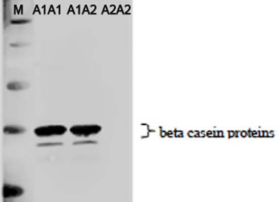 Western Blot analysis of cow milk with chicken anti-A1 casein antibody (0.1 µg/mL). Blot was developed with donkey anti-chicken secondary antibody used at 1/4000 dilution. C-1781-100 is specific for A1 protein and does not recognize A2 protein on western blots.Lane M: Molecular weight markerLane A1A1: 50 nL milk from the cow bearing A1/A1 allelesLane A1A2: 50 nL milk from the cow bearing A1/A2 allelesLane A2A2: 50 nL milk from the cow bearing A2/A2 alleles