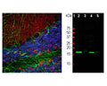 Left: Rat cerebellum section stained with chicken anti-α-synuclein antibody (red, 1:3,000) by Immunohistochemistry. Section was co-stained with rabbit anti-GFAP (green, R-1374-50, 1:5,000) and DAPI nuclear dye (blue). IHC method: Following transcardial perfusion with 4% paraformaldehyde, brain was post-fixed for 24 hours, cut into 45 uM sections, and free-floating sections were stained. The α-synuclein protein is concentrated in presynaptic regions in the granular and molecular layers, while GFAP antibody stains the network of Bergmann and astroglial cells. Right: Western blot analysis of tissue lysates. Lane 1: MWM; Lane 2: rat brain; Lane 3: rat spinal cord; Lane 4: mouse brain; Lane 5: mouse spinal cord. Antibody dilution: 1:2,000. A strong band at about 15 kDa corresponds to the α-synuclein protein in brain extracts, which are rich in synapses.
