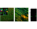 Left and Middle: Detection of calbindin-immunoreactivity (red) in adult rat brain cortex (Left) and striatum (Middle) by Immunohistochemistry. The calbindin antibody (1:1,000) labels a subset of sparsely-distributed interneurons (calbindin-positive interneurons) in the cortex (Left), and more densely-distributed neurons in the striatum (Middle). Since neurons also express Fox3/NeuN (M-377-100, green), calbindin-positive cells appear yellow. Insets are high magnification images of boxed area of each image. Blue: DAPI nuclear stain. IHC method: 45 um sections, fixed by transcardial perfusion with 4% paraformaldehyde. Right: Western blot analysis of calbindin expression in rat brain homogenate (Lane 1). The antibody (1:5,000) detects one single band at ~30 kDa. Specificity for calbindin is shown by probing related His-tagged calcium-binding proteins (Lane 2: Parvalbumin; Lane 3: Calretinin; Lane 4: Calbindin; 0.5 ug protein per lane). One additional band at ~60 kDa (Lane 4) most likely represents calbindin protein dimer.