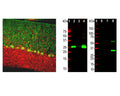 Left: Analysis of calbindin expression (green, 1:2,000) in rat cerebellum by Immunohistochemistry. Sections were co-stained with rabbit anti-MeCP2 (R-1810-100, red, 1:5,000). IHC Method: Transcardial perfusion with 4% PFA, post fixation for 24 hours. Sections were cut to 45 um and stained (free-floating). Calbindin, often used as a Purkinje cell marker, is prominently detected in dendrites and perikarya of these cells in the cerebellar molecular layer. The MeCP2 antibody selectively stains nuclei of neuronal cells. Right: Western blot analysis of rat cerebellum (2), pig hippocampus (3), cow cerebellum (4), parvalbumin (6), calretinin (7), His-tagged calbindin (8). Chicken anti-calbindin (green, 1:5,000) antibody detects calbindin at ~25 kDa in tissue homogenates (2-4). Recombinant human calbindin protein (8) appears at slightly higher molecular weight due to presence of His-tag. The chicken antibody does not cross-react with closely related protein parvalbumin and calretinin.