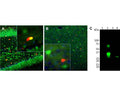 A: Adult rat brain hippocampus section stained for calretinin (red) and MeCP2 (green) by Immunohistochemistry. The chicken anti-Calretinin antibody labels a subset of hippocampal interneurons, which also express MeCP2 (R-1810-100). Co-staining is demonstrated in the nucleus by a yellow color. B: Adult rat cortex section co-stained for calretinin (red) and calbindin (M-1797-100, green). Each antibody specifically labels a subset of interneurons (i.e., calretinin-positive or calbindin-postive) that express each marker exclusively. Insets are high-magnification images of the boxed area in each picture. Blue: Nuclear DNA stained with DAPI. IHC method: 45 um sections; tissue was fixed by transcardial perfusion with 4% paraformaldehyde. C: Western blot of proteins parvalbumin (Lane 1), calretinin (Lane 2), calbindin (Lane 3) and rat brain homogenate (Lane 4) with chicken anti-calretinin antibody (1:1,000). Absence of immunreactivity with parvalbumin (Lane 1) and calbindin (Lane 3) demonstrates specificity of this antibody for calretinin (Lane 2). In rat brain, this antibody recognizes a single band at ~32 kDa, corresponding to calretinin.