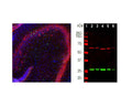 Left: Staining of rat hippocampus with chicken anti-calretinin (green, 1:1,000) and mouse anti-parvalbumin (M-1813-100, red, 1:1,000) by Immunohistochemistry. IHC Method: Following transcardial perfusion of rat with 4% paraformaldehyde, brain was post fixed for 24 hours, cut to 45 um, and free-floating sections were stained. The calretinin and parvalbumin antibodies label different classes of interneurons. Blue: Nuclear DNA stain. Right: Western blot analysis of calretinin expression (green, 1:1,000) in rat brain (2) and spinal cord (3), mouse brain (4) and spinal cord (5), and cow spinal cord (6). A band at 29 kDa corresponds to calretinin protein. The same blot was simultaneously probed with a mouse anti-internexin antibody (red).