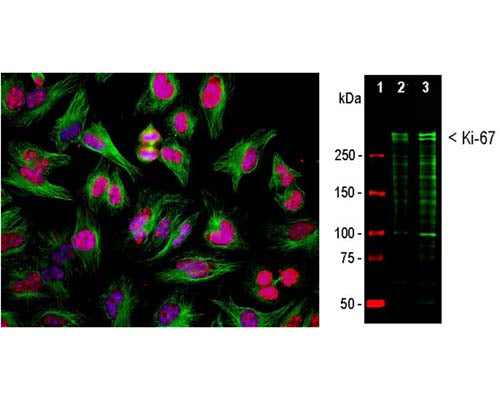 Left: Immunofluorescence analysis of HeLa cells costained with chicken antibody to Ki-67 (1:2,000, red) and a mouse antibody to beta-tubulin. Ki-67 is predominantly localized in nucleoli of cells in interphase, while in mitotic cells Ki-67 is associated with condensed chromosomes. Ki-67 is not expressed in cells in quiescent G0 state. Blue: DAPI staining of nuclear DNA. Right: Western blot analysis of equal amounts of HeLa (Lane 2) and HEK293 (Lane 3) cell lysates using chicken antibody to Ki-67 (1:5,000). Double bands above 250 kDa correspond to two major Ki-67 isoforms of molecular weight ~345 and 395 kDa. Smaller fragments of these isoforms are also detected on the blot.