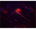 Nestin staining (red) in human mesenchymal stem cells by Immunocytochemistry. Primary antibody dilution: 1:3,000. Image courtesy of QBM Cell Science.