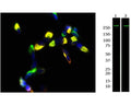 Left: SH-SY5Y neuroblastoma cells stained with chicken antibody to Nestin (green, 1:2,000) and rabbit antibody to Vimentin (R-1699-100, red, 1:2,000) by Immunocytochemistry. Vimentin is main partner of nestin forming heterodimers, further polymerizing to form intermediate filaments. Co-localization of vimentin and nestin in cells is shown in yellow. Blue: DAPI staining of nuclear DNA. Right: Western blot analysis of nestin expression in rat C6 (Lane 1) and human SH-SY5Y (Lane 2) cell lysates. The antibody (1:1,000) detects one specific band running at ~260 kDa corresponding to full-length nestin protein.