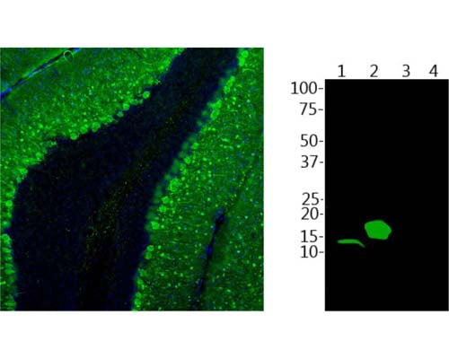 Left: Staining of parvalbumin in adult rat cerebellum floating section by Immunohistochemistry. Chicken antibody to parvalbumin (1:2,500, green) stains dendrites and perikarya of Purkinje cells and some interneurons in the molecular layer. Blue: Nuclear DNA stain. Right: Western blot analysis of parvalbumin expression in mouse skeletal muscle homogenate (Lane 1). The antibody (1:2,500) detects parvalbumin at ~12 kDa in homogenate (Lane 1) and His-tagged parvalbumin protein (Lane 2) at slightly higher molecular weight. The antibody does not cross-react with His-tagged proteins calretinin (Lane 3) and calbindin (Lane 4). Note that this antibody does not recognize parvalbumin in rat or mouse brain lysates on western blots.