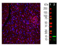 Left:Rat spinal cordsection stained with C-2118-50 (red) and nuclear DNA (DAPI stain, blue) by Immunohistochemistry.Microglia are visualized in a confocal Z stack as they are small cells spreading in three dimensions. Right:Western blot analysis of C-2118-50 (green, 1:1000) with a band at approx. 15kDa. Lane 1: protein standard (red); Lane 2: Rat spleen homogenate.