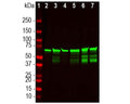 Analysis by western blot of NF-L expression in different tissue lysates with C-2125-100, Neurofilament light polypeptide (NF-L), DG-Sensor™, Chicken pAb, (green, 1:10,000) with strong bands at approx 68kDa. Lane 1: protein standard (red); Lane 2: rat brain; Lane 3: rat spinal cord; Lane 4: mouse brain; Lane 5: mouse spinal cord; Lane 6: bovine spinal cord; Lane 7: pig spinal cord. DG-Sensor™ antibodies detect NF-L in denatured protein lysates regardless of degeneration state. The lower molecular weight bands detected in the spinal cord samples are proteolytic artefacts