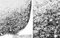 Immunohistochemical detection of agouti-related protein (AGRP) synthesizing neurons in the arcuate nucleus of the rat using the GP-029-50 primary antiserum (1:50 000), followed by its visualization with the biotinylated secondary antibody-ABC method and nickel-diaminobenzidine chromogen. Photo courtesy of Dr. Erik Hrabovszky, Hungarian Academy of Sciences, Budapest, Hungary.