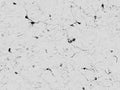 Anti-Melanocyte-stimulating hormone, alpha (Alpha-MSH) Antibody