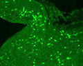 The cryostat section of the sheep hypothalamus was incubated in guinea pig polyclonal antibodies to the gamma melanocyte-stimulating hormone at the dilution of 1:1000 overnight followed by incubation with FITC- conjugated secondary antibodies. Cell bodies and nerve terminals in the sheep brain are intensely stained.