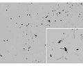 Anti-Melanocyte-stimulating hormone, gamma (Gamma-MSH) Antibody